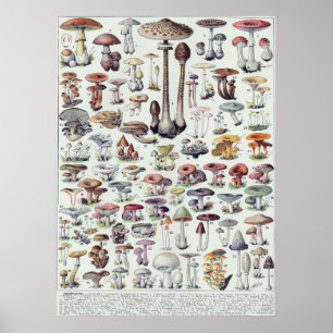Pilze Poster