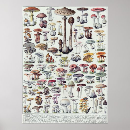 Pilze Poster (Vorne)