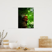 Pilze Poster (Küche)