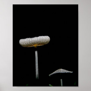 Pilze Poster