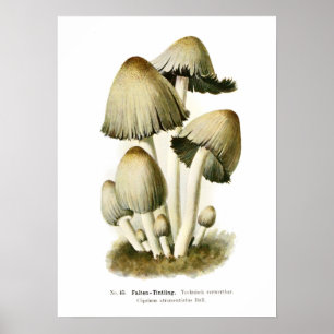 Pilze Poster