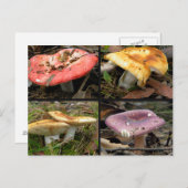 Pilze Postkarte (Vorne/Hinten)