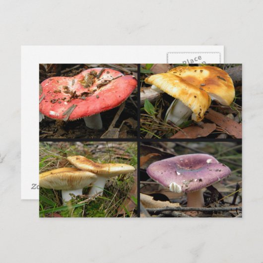 Pilze Postkarte (Vorne/Hinten)