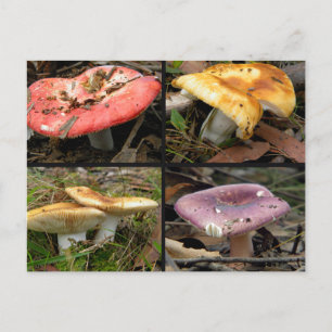 Pilze Postkarte