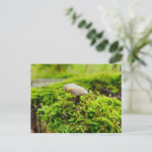 Pilze Postkarte (Stehend Vorderseite)