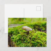 Pilze Postkarte (Vorne/Hinten)
