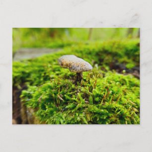 Pilze Postkarte