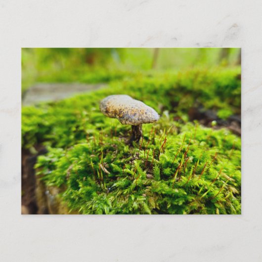 Pilze Postkarte (Vorderseite)