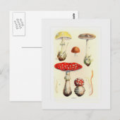 Pilze Postkarte (Vorne/Hinten)