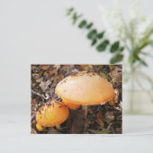Pilze Postkarte (Stehend Vorderseite)