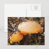 Pilze Postkarte (Vorne/Hinten)
