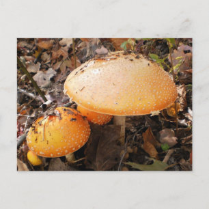 Pilze Postkarte
