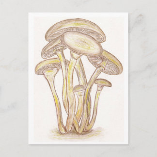 Pilze Postkarte