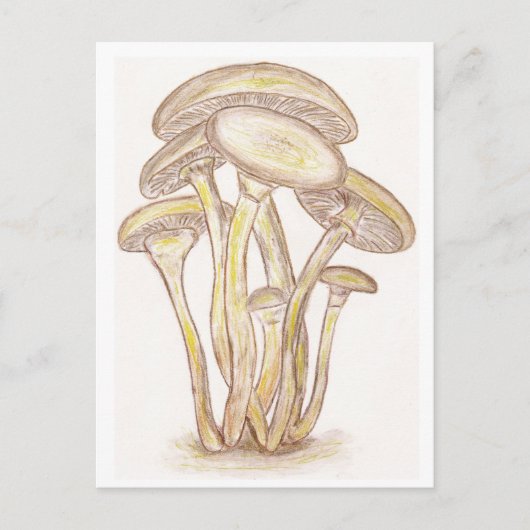 Pilze Postkarte (Vorderseite)
