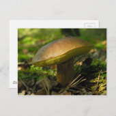 Pilze Postkarte (Vorne/Hinten)