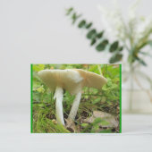 Pilze Postkarte (Stehend Vorderseite)