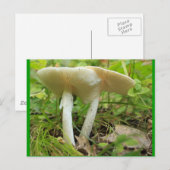 Pilze Postkarte (Vorne/Hinten)