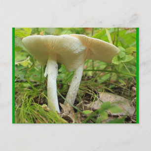 Pilze Postkarte