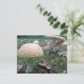 Pilze Postkarte (Stehend Vorderseite)