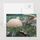 Pilze Postkarte (Vorne/Hinten)