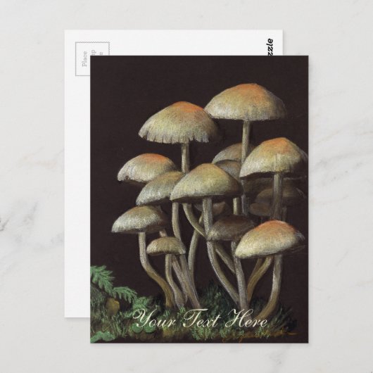 Pilze Postkarte (Vorne/Hinten)