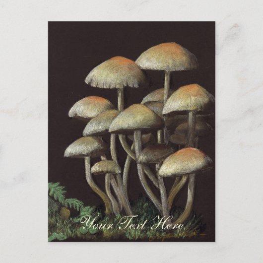 Pilze Postkarte (Vorderseite)