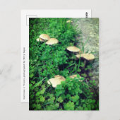 Pilze und Cloud Postkarte (Vorne/Hinten)
