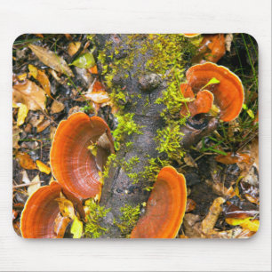 Pilze wachsen auf Ästen, die Knysna-Amatole Mousepad