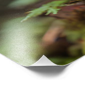 Pilze wachsen im Wald Fotodruck (Ecke)