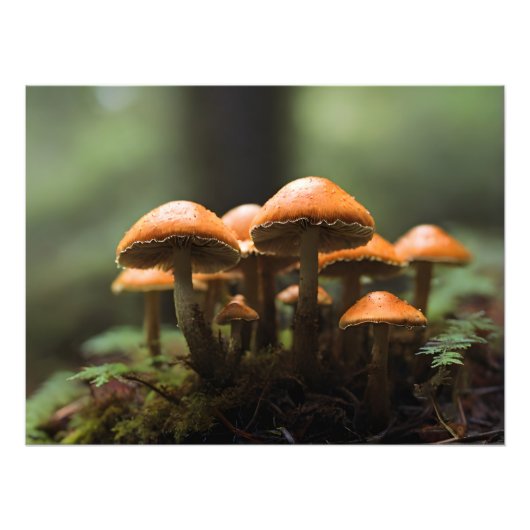 Pilze wachsen im Wald Fotodruck (Vorne)