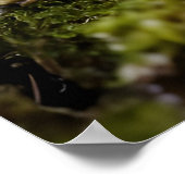 Pilze wachsen im Wald Poster (Ecke)