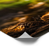 Pilze wachsen im Wald Poster (Ecke)