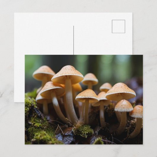 Pilze wachsen im Wald Postkarte (Vorne/Hinten)
