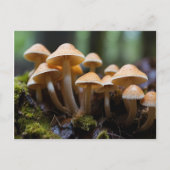 Pilze wachsen im Wald Postkarte (Vorderseite)