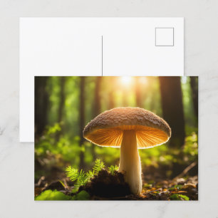 Pilze wachsen im Wald Postkarte