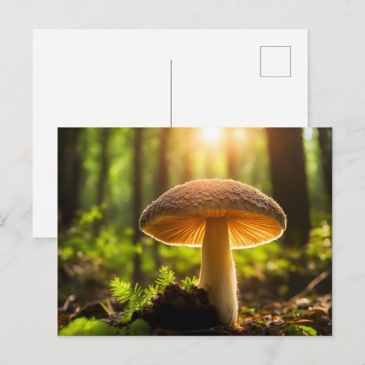 Pilze wachsen im Wald Postkarte (Vorne/Hinten)