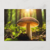 Pilze wachsen im Wald Postkarte (Vorderseite)