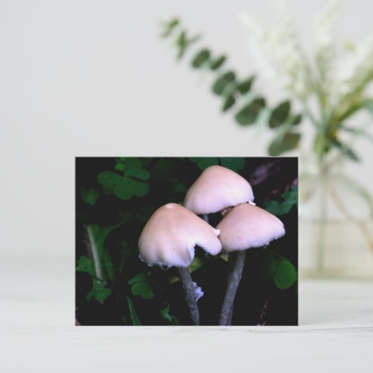 Pilzensammlung Naturfotografie Postkarte (Stehend Vorderseite)