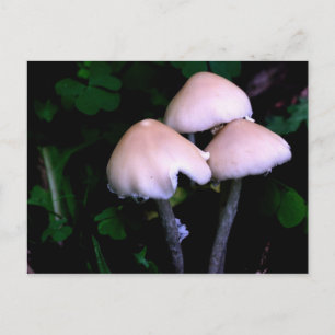 Pilzensammlung Naturfotografie Postkarte