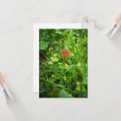 Pilzgrusskarte Karte (Vorderseite/Rückseite Beispiel)