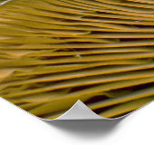 Pilzhaufen auf einem toten Baum Poster (Ecke)