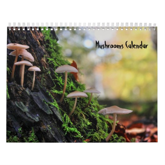 Pilzkalender Kalender (Titelbild)