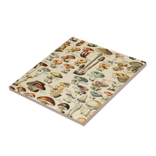 Pilzkollektion fliese (Seite)