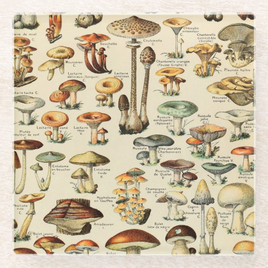 Pilzkollektion glasuntersetzer (Vorderseite)