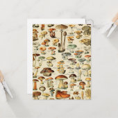 Pilzkollektion Karte (Vorderseite/Rückseite Beispiel)