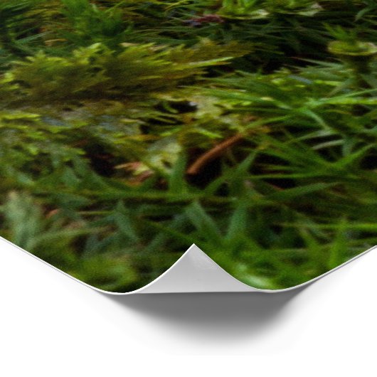 Pilzpilz Poster (Ecke)