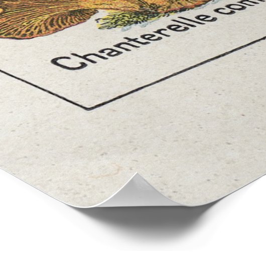 Pilzposter Poster (Ecke)