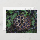 Pilzpostkarte Postkarte (Vorne/Hinten)