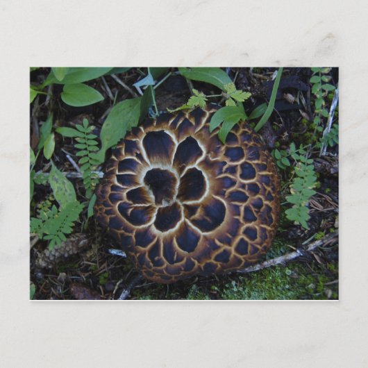 Pilzpostkarte Postkarte (Vorderseite)