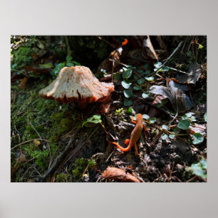 Pilzwald Poster